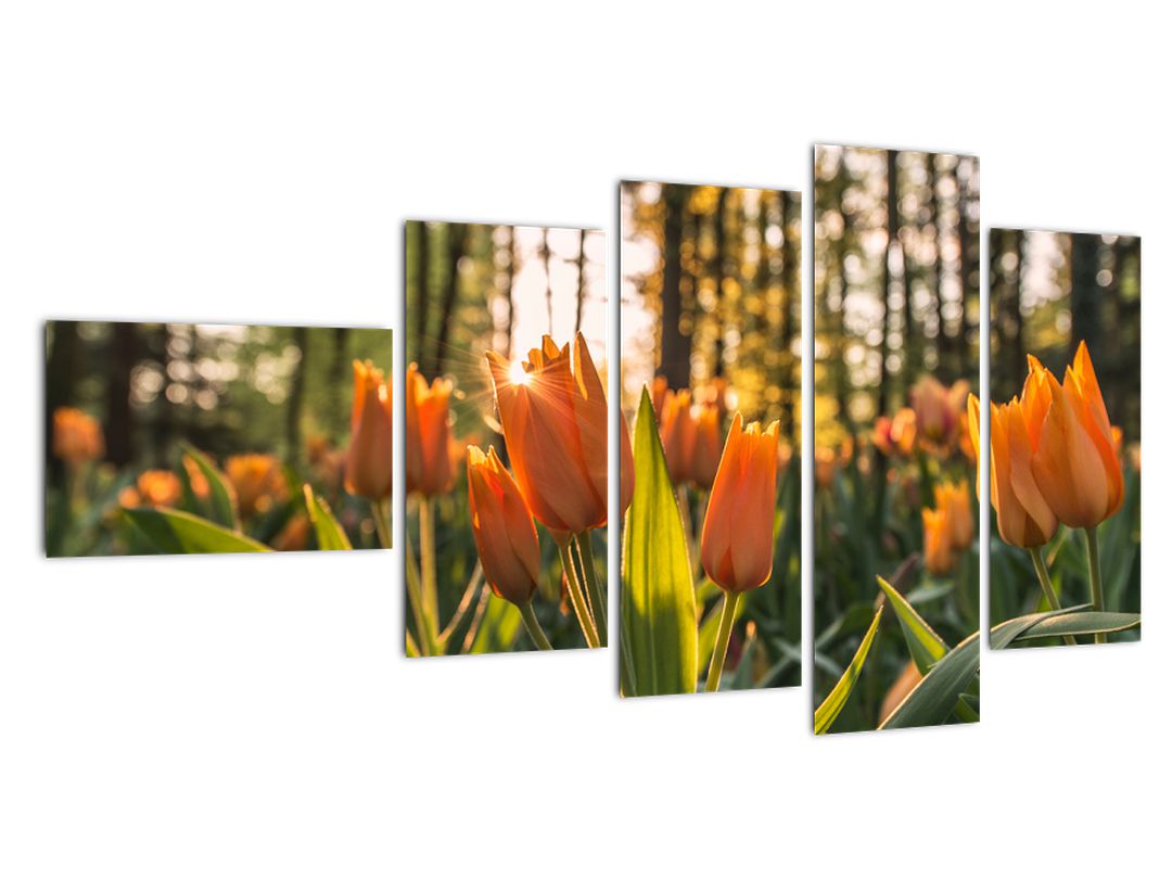 Obraz - oranžové tulipány (V020552V11060)