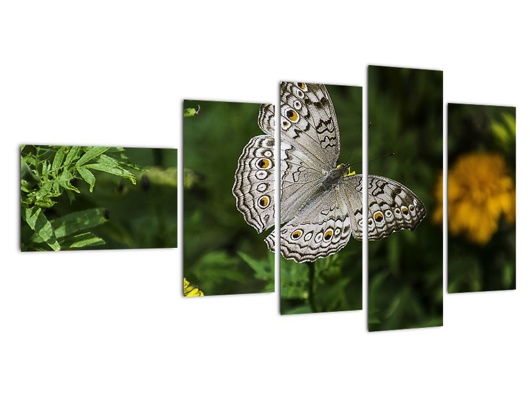 Obraz - bílý motýl (V020576V11060)