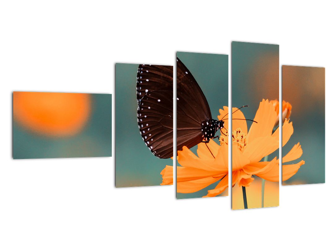 Obraz - motýl na oranžové květině (V020577V11060)