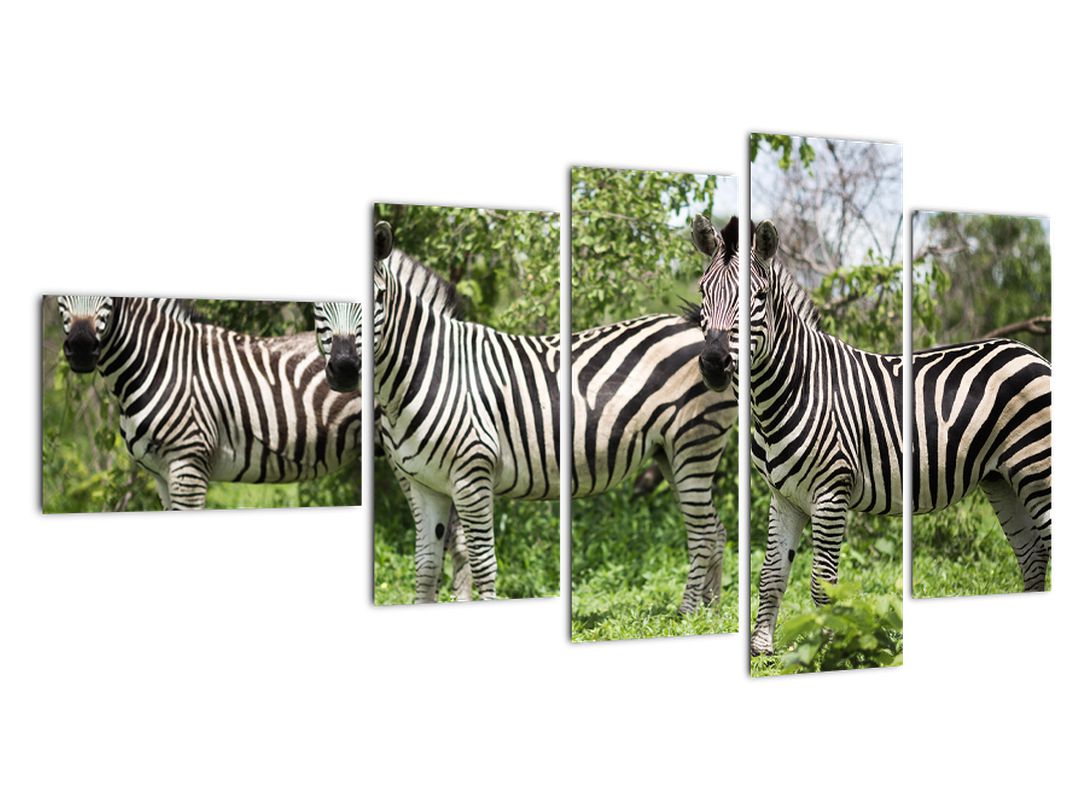 Obraz s zebrami (V020921V11060)