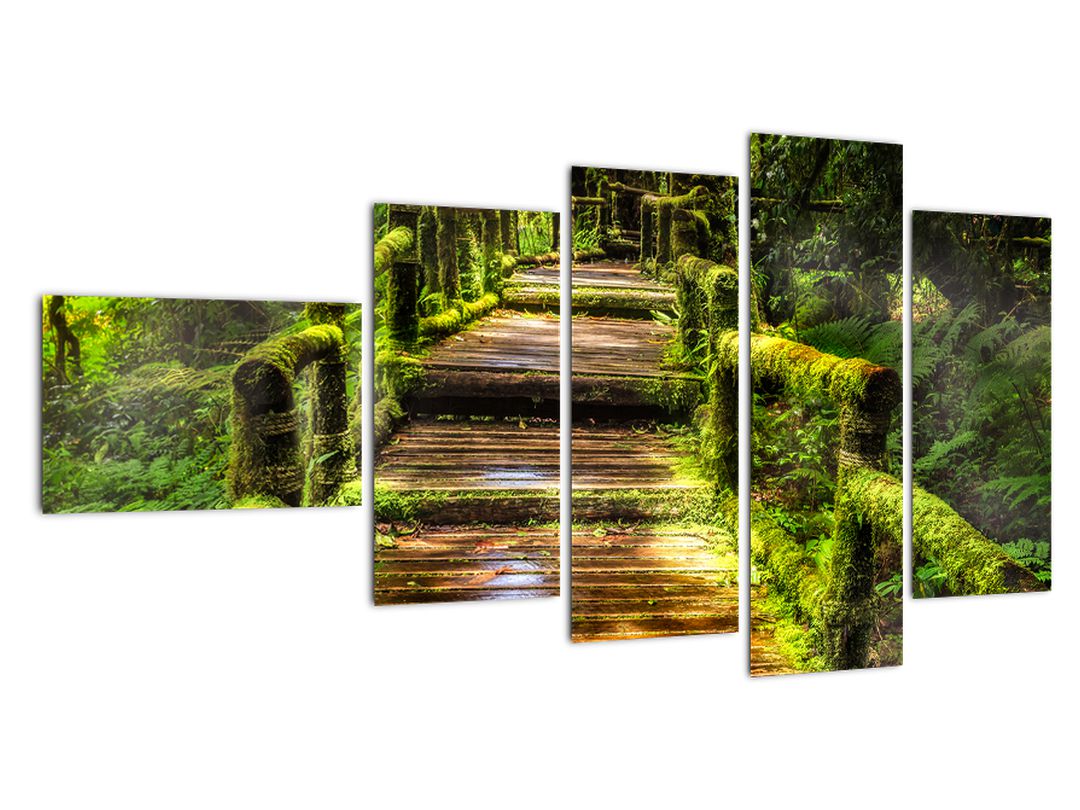 Obraz schodů v deštném pralese (V020941V11060)