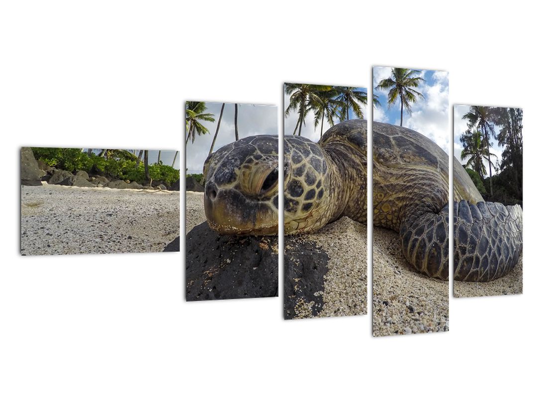 Obraz želvy (V020992V11060)