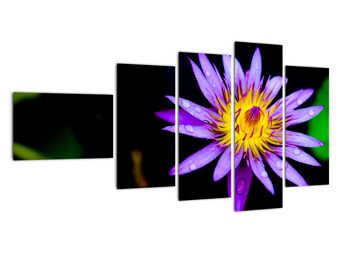Obraz květiny (V021017V11060)