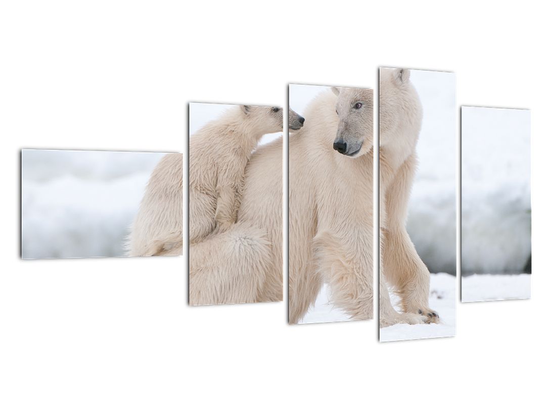 Obraz - Lední medvědi (V022334V11060)