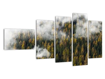Obraz lasu w chmurach