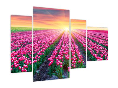 Slika polja tulipanov s soncem (z uro)
