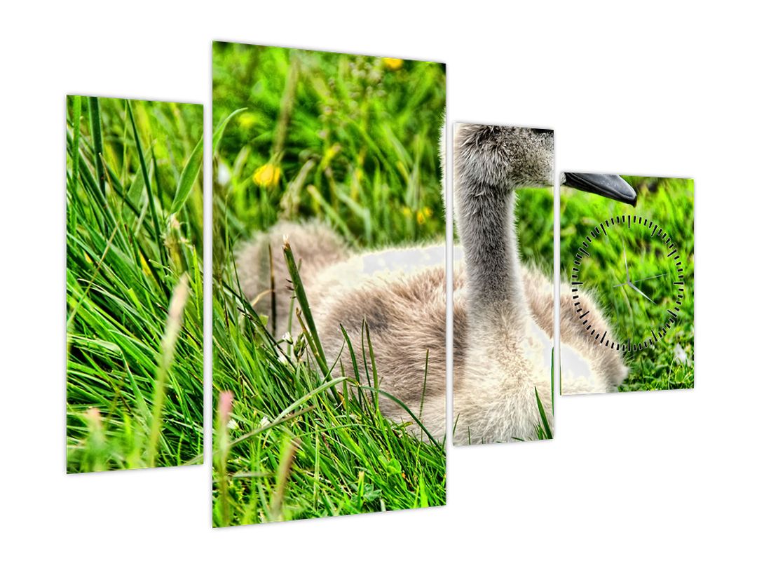 Obraz - malá labuť v trávě (s hodinami) (V020585V11075C)