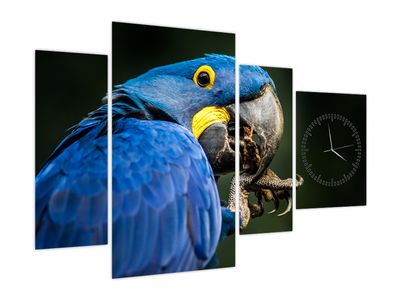 Slika papagaja (z uro)