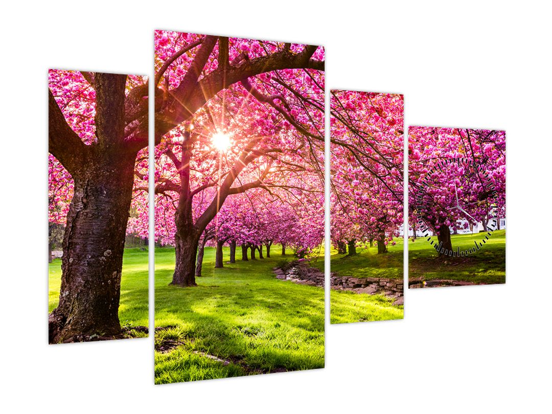 Obraz rozkvetlých třešní, Hurd Park, Dover, New Jersey (s hodinami) (V022582V11075C)