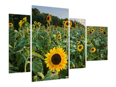 Obraz - Sunflower Field II. (z zegarem)