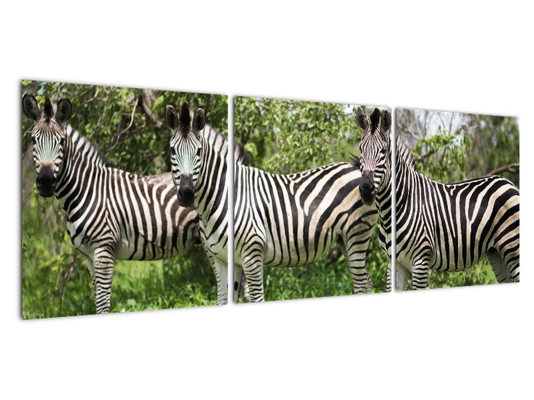 Obraz s zebrami (V020921V12040)