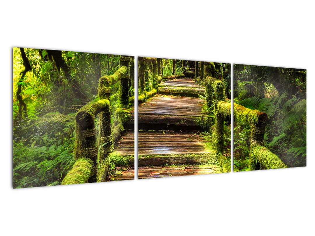 Obraz schodů v deštném pralese (V020941V12040)