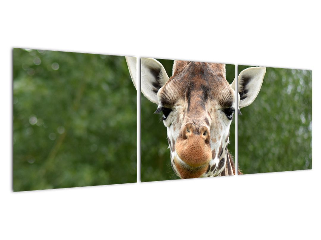 Obraz žirafy (V020969V12040)