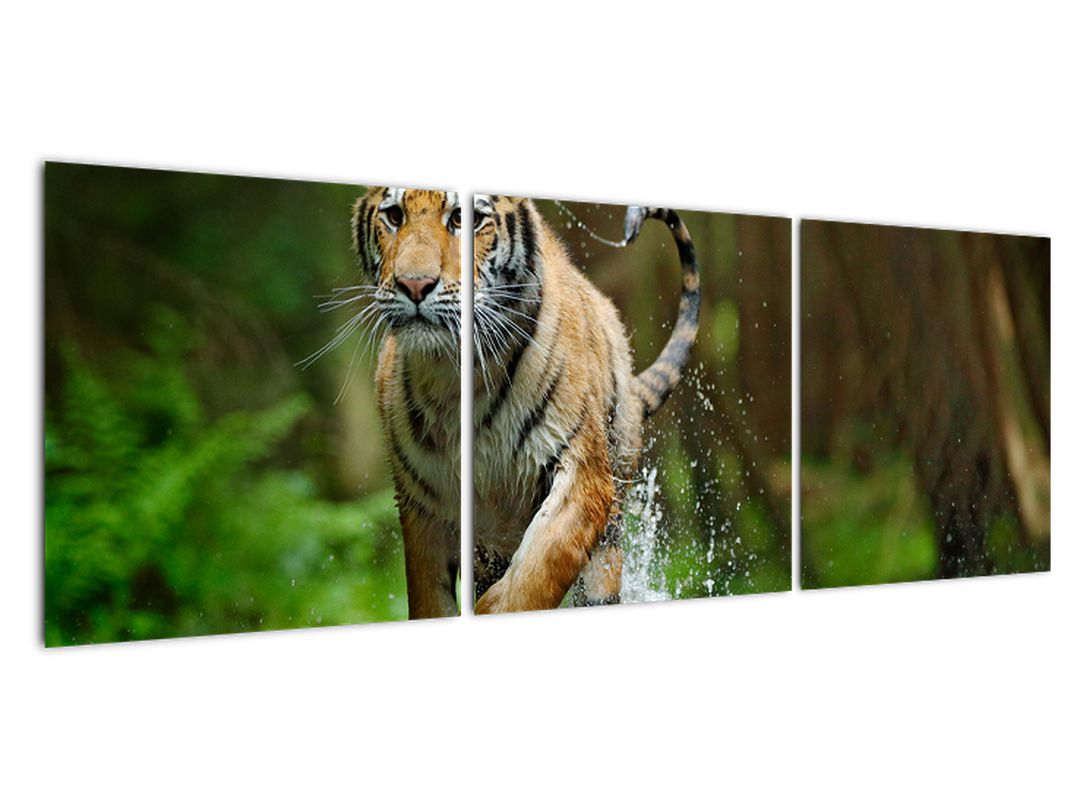 Obraz běžícího tygra (V020979V12040)