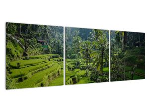 Schilderij - Rijstterassen Tegalalang, Bali