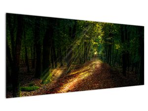 Slika gozdne ceste