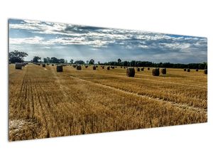 Betakarított gabona mező képe