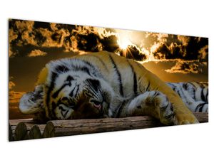 Alvó tigris képe