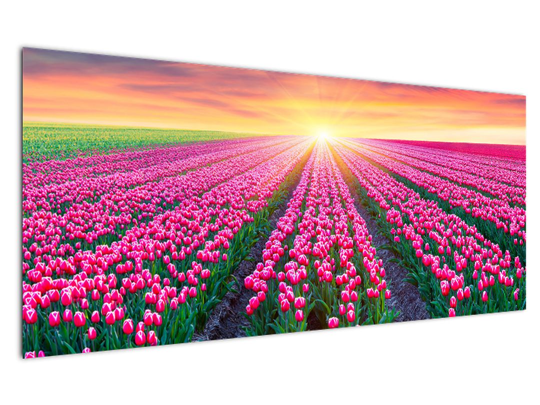 Obraz pole tulipánů se sluncem (V020554V12050)