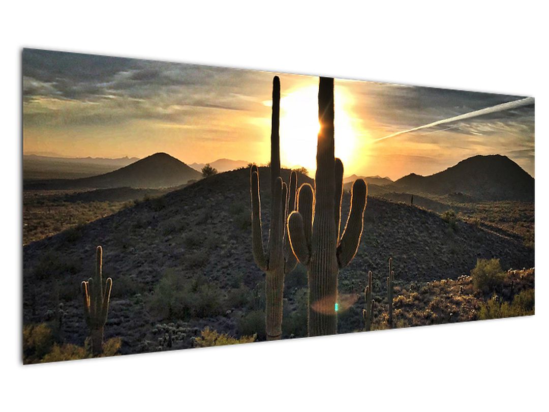 Obraz - kaktusy ve slunci (V020560V12050)