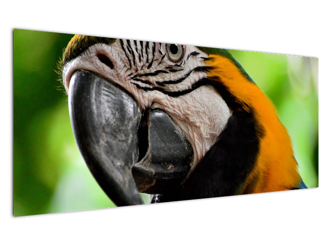 Obraz papouška (V020561V12050)