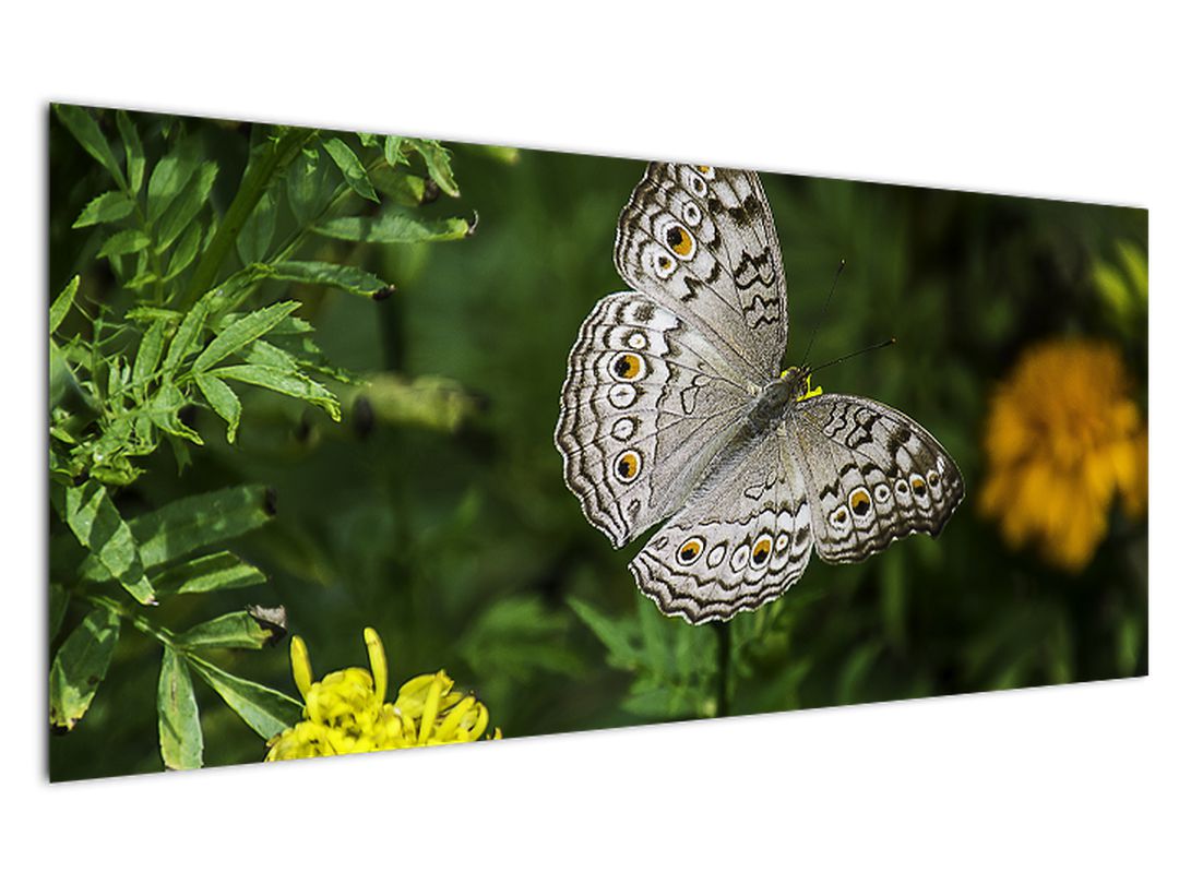 Obraz - bílý motýl (V020576V12050)
