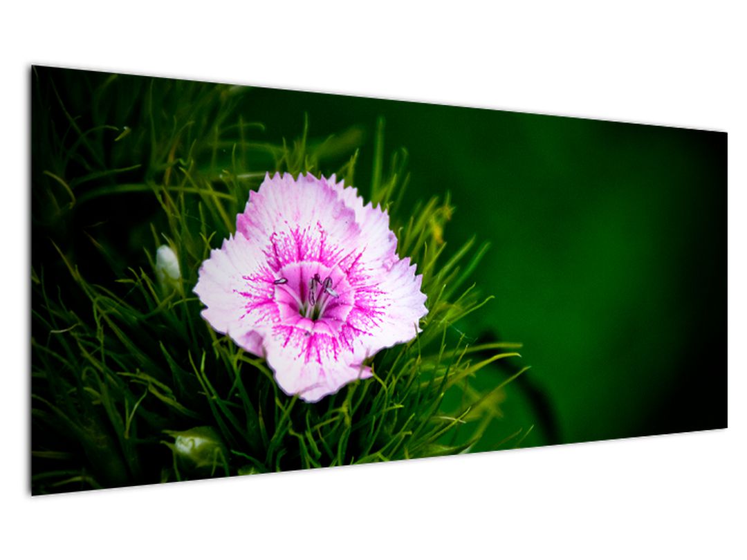Obraz růžového květu (V020990V12050)
