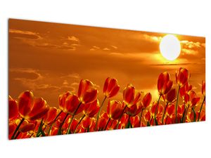 Obraz kwitnącego pola z tulipanami