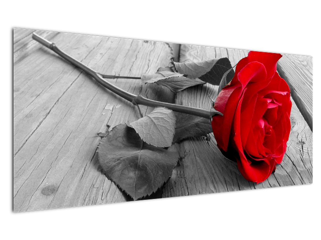 Obraz rudé růže (V022288V12050)