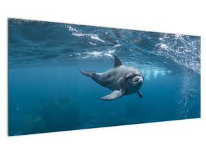 Schilderij - Dolfijn onder water