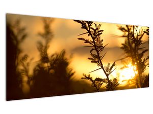 Slika - Zalazak sunca iza stabala