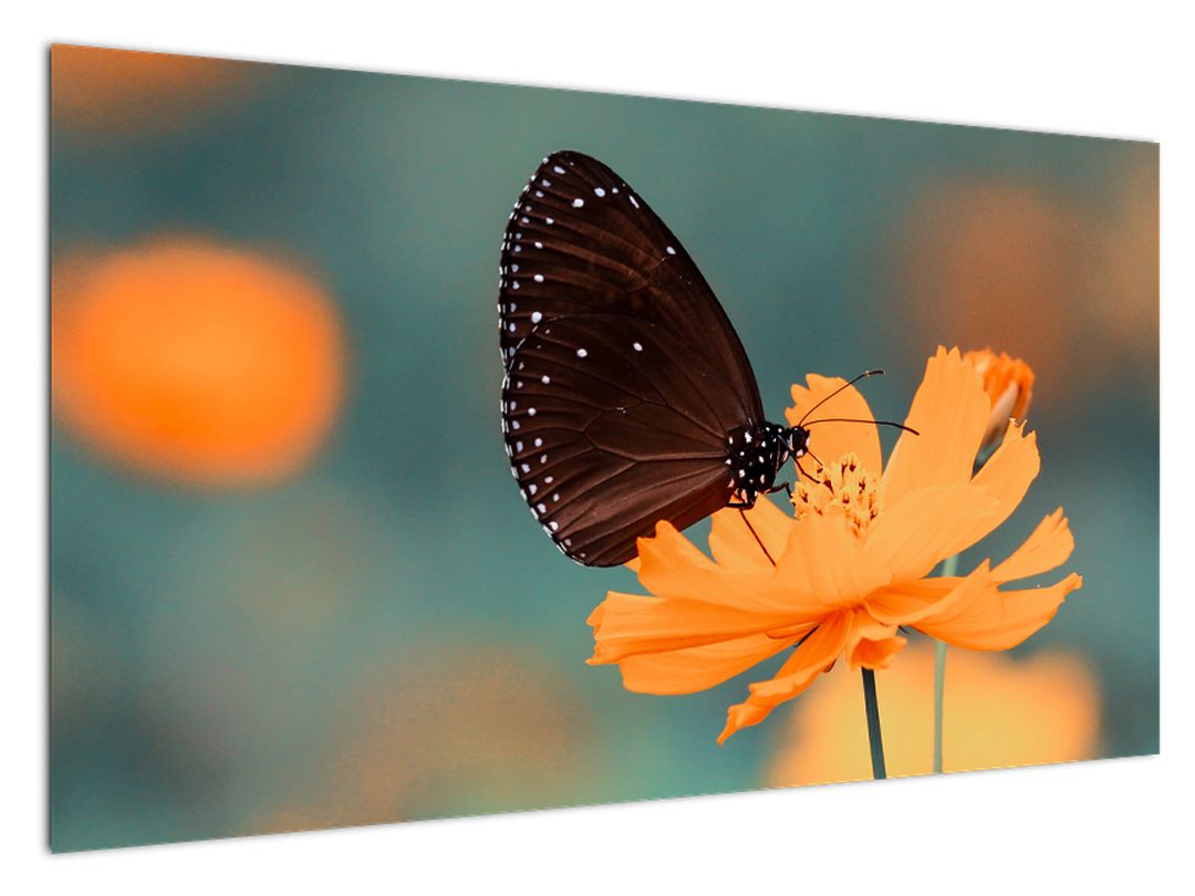 Obraz - motýl na oranžové květině (V020577V12070)
