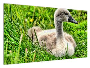 Obraz - malá labuť v trávě