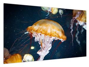 Obraz meduzy