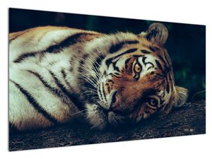 Obraz - tygrys syberyjski