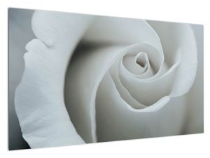 Tablou - Trandafirul alb