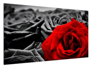 Tablou - Flori de trandafir
