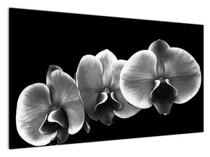 Tablou floare de orhidee (V022015V12070)