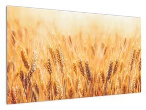 Slika - polje z žitom