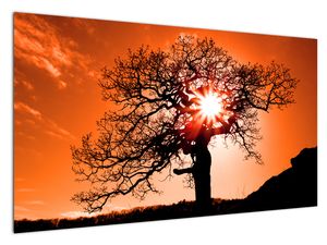 Slika - Stablo hrasta pri zalasku sunca