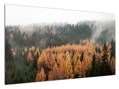 Slika - Gozd jeseni
