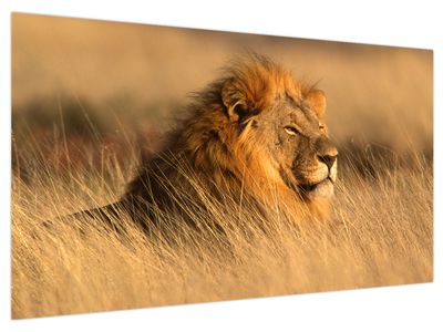 Schilderij - Etosha Nationaal Park