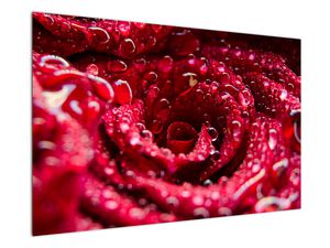 Schilderij - Rode roos, bloesem