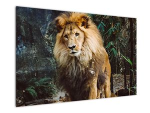 Obraz lwa w naturze