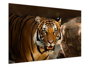 Obraz tygrysa