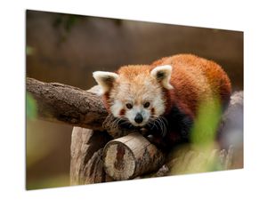 Obraz czerwonej pandy