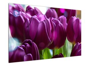 Obraz tulipanów
