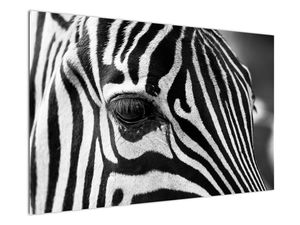 Zebra képe