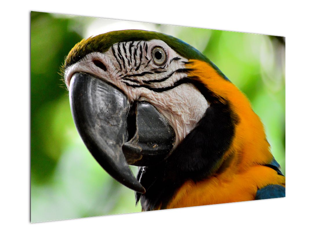 Obraz papouška (V020561V12080)