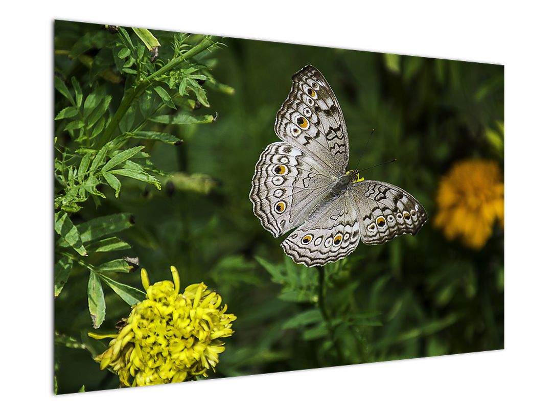 Obraz - bílý motýl (V020576V12080)